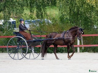 Körvagnar körning till salu: Mörkblå gigg för häst/maxad D i Fagersta - Annons 12