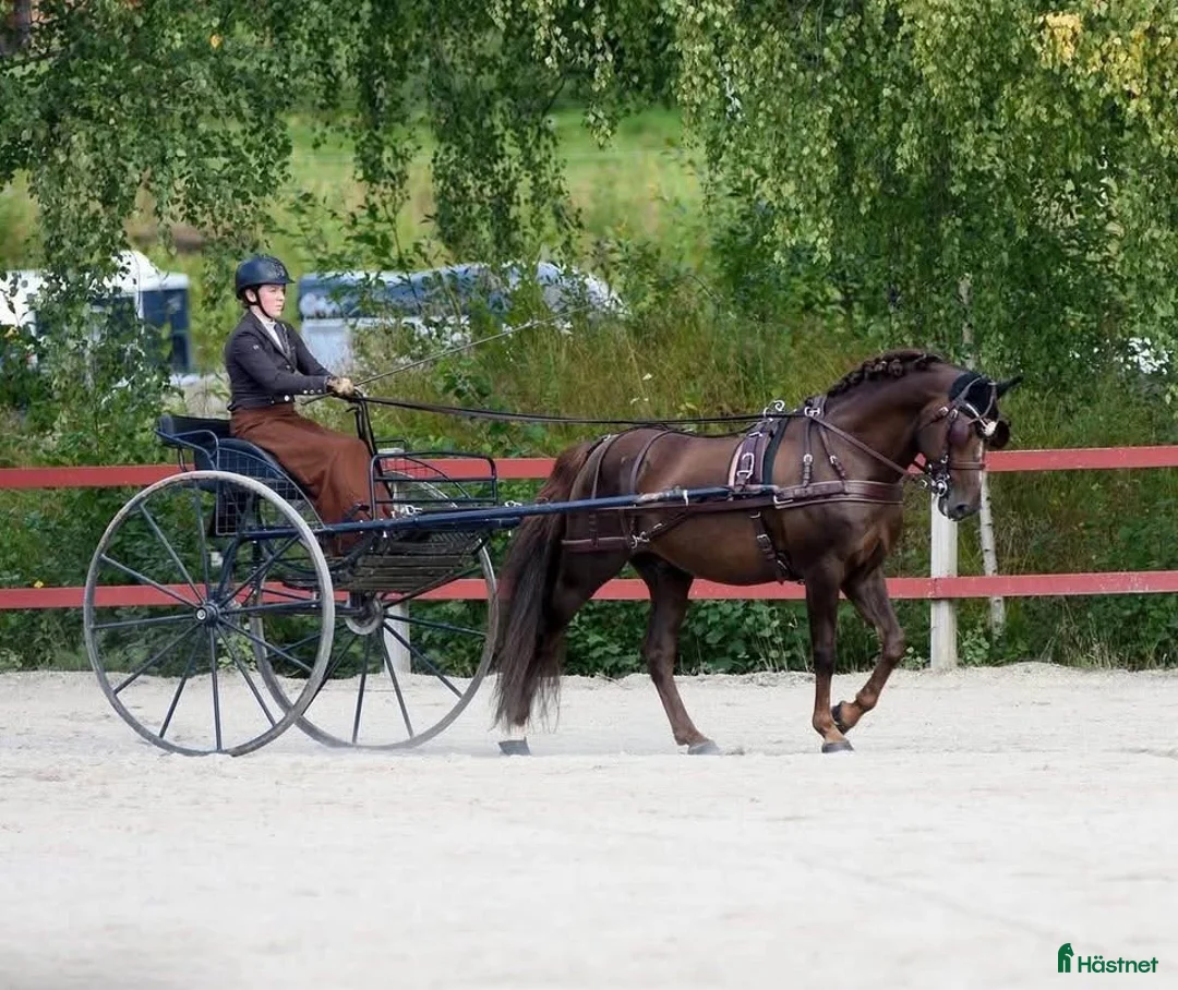 Körvagnar körning till salu: Mörkblå gigg för häst/maxad D i Fagersta - Annons 1