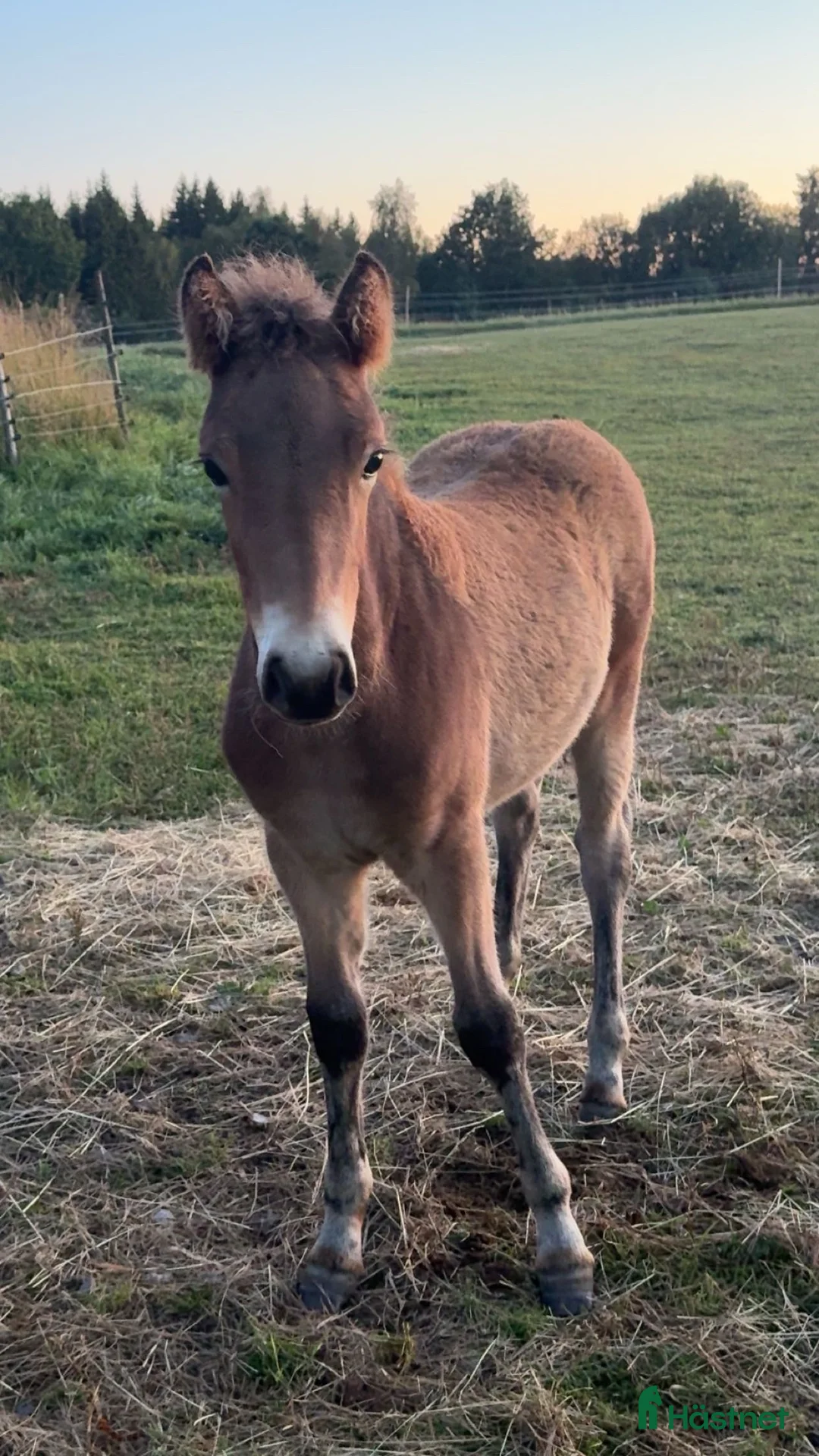 Allround hästar till salu: Riktigt trevligt årsföl i Floby - Annons 2
