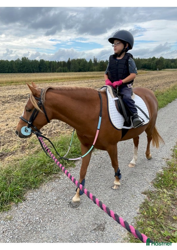  foderhäst B-ponny söker fodervärd - Annons 6