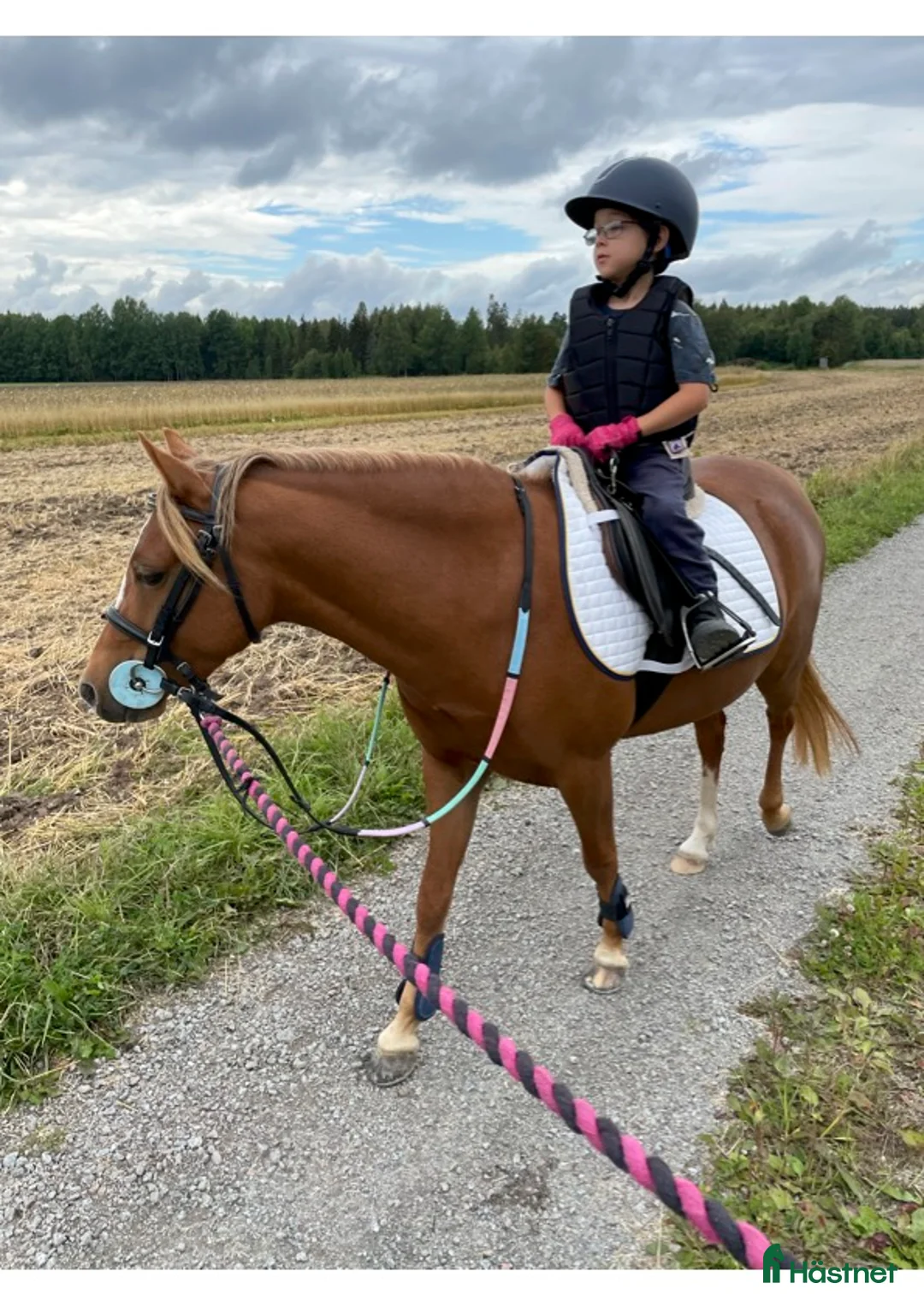  foderhäst finnes: B-ponny söker fodervärd i Sala - Annons 1