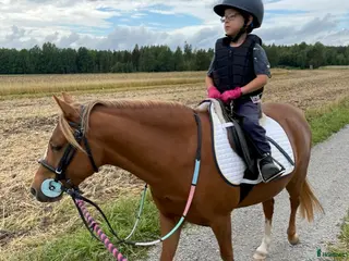 foderhäst B-ponny söker fodervärd - Annons 6