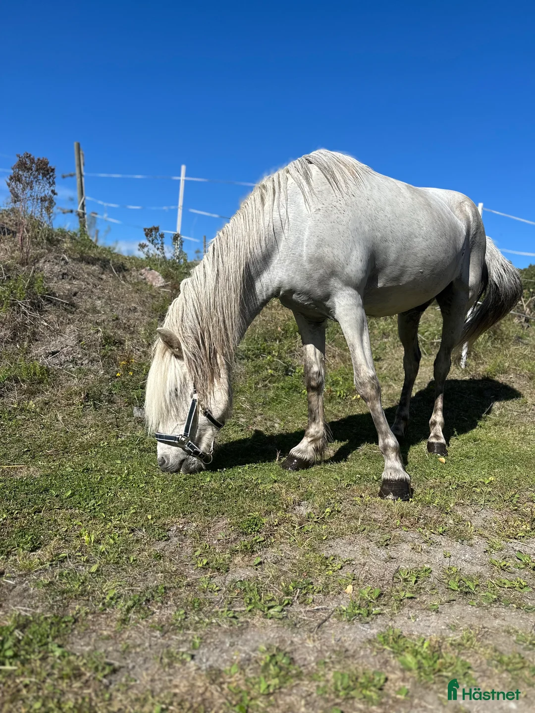  medryttarhäst finnes: Skötare/motionsryttare sökes  - Annons 7