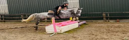 Allround hästar till salu: Gorgeous 158cm gelding  - Annons 11