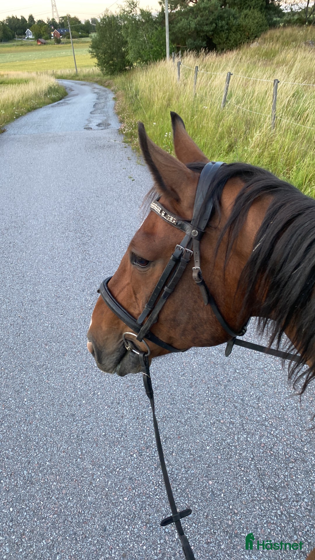 Allround hästar till salu: Snäll, välskolad läromästare  i Märsta - Annons 1