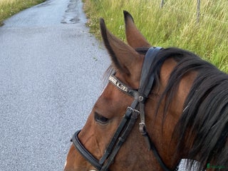 hästar Snäll, välskolad läromästare i Märsta - Annons 19