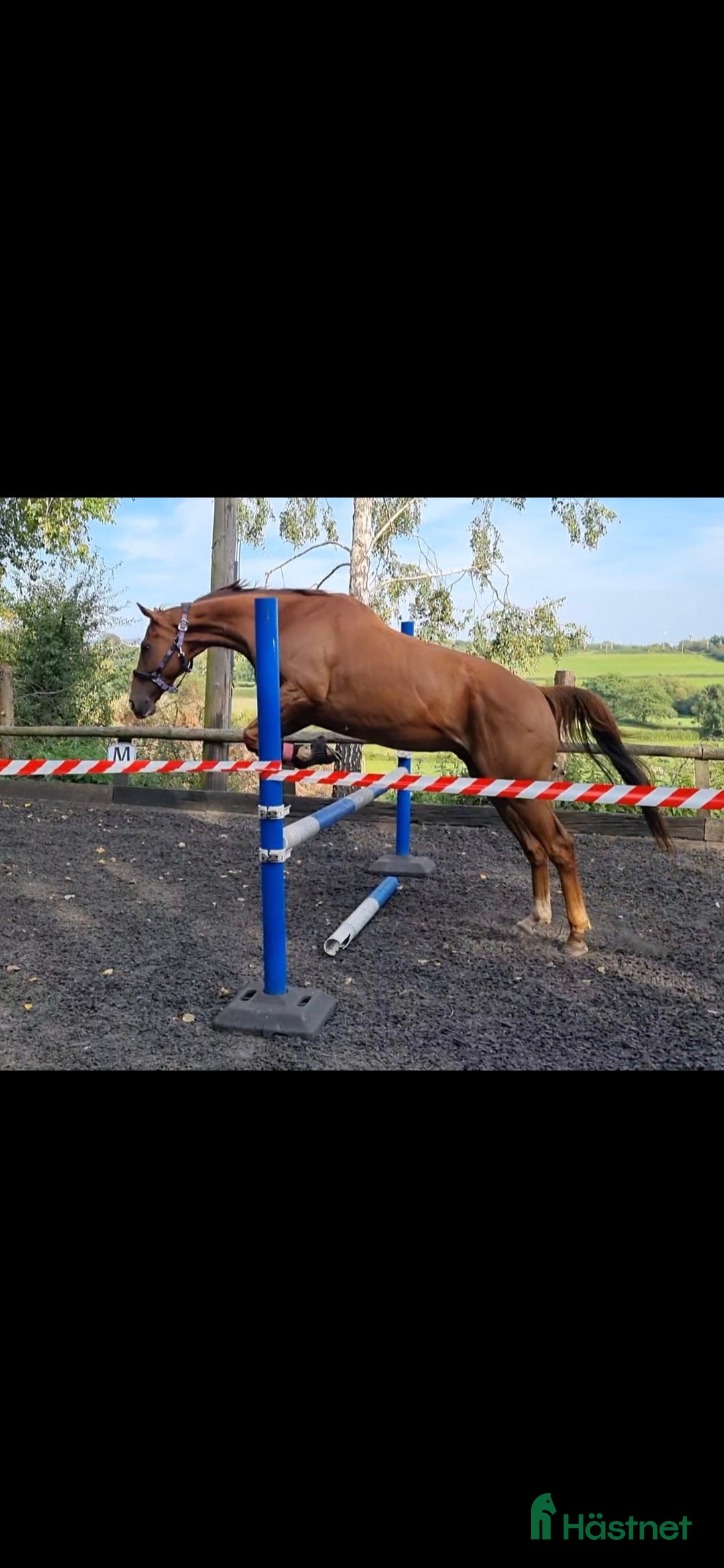 Hoppning hästar till salu: Potential showjumper - Annons 6