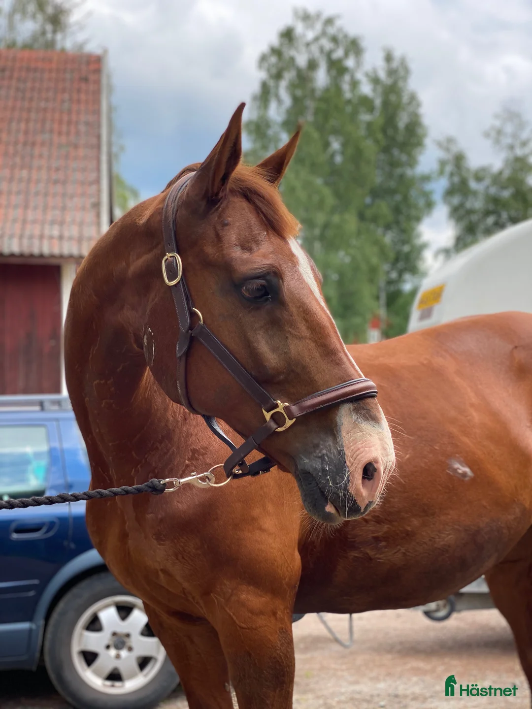Allround hästar till salu: Foder med ev senare köp - Annons 4