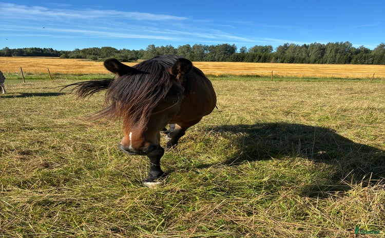  medryttarhäst finnes i Heby - Annons 13
