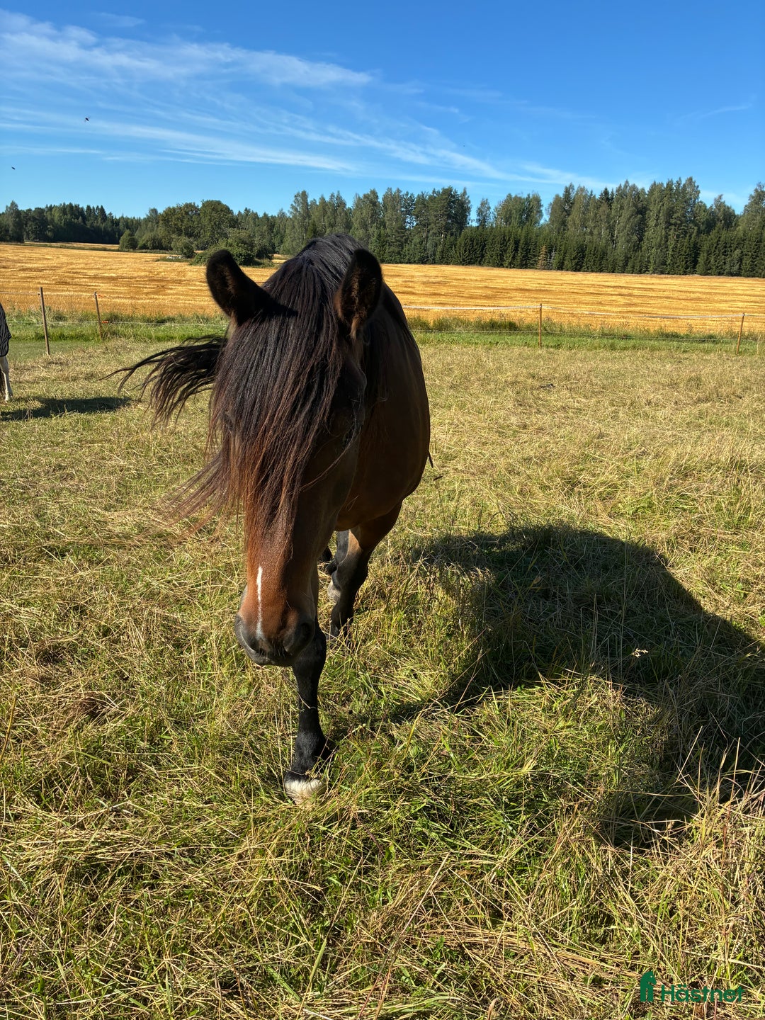 medryttarhäst finnes: Gunnar söker medpysslare /medryttare. - Annons 1