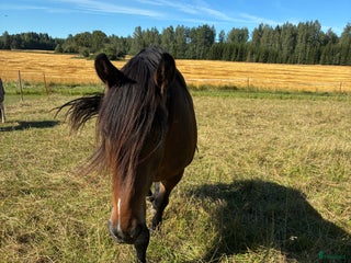 medryttarhäst finnes: Gunnar söker medpysslare /medryttare. i Heby - Annons 19