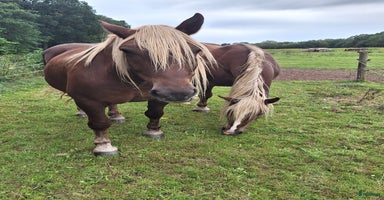  hästar i Holsbybrunn - Annons 2
