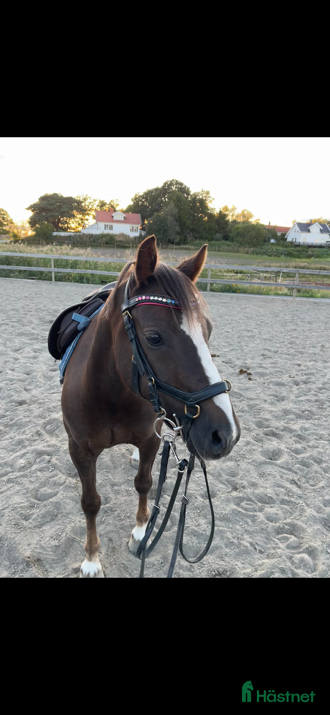 Allround hästar till salu: Kul kat.3 ponni selges i Sandefjord - Annons 4