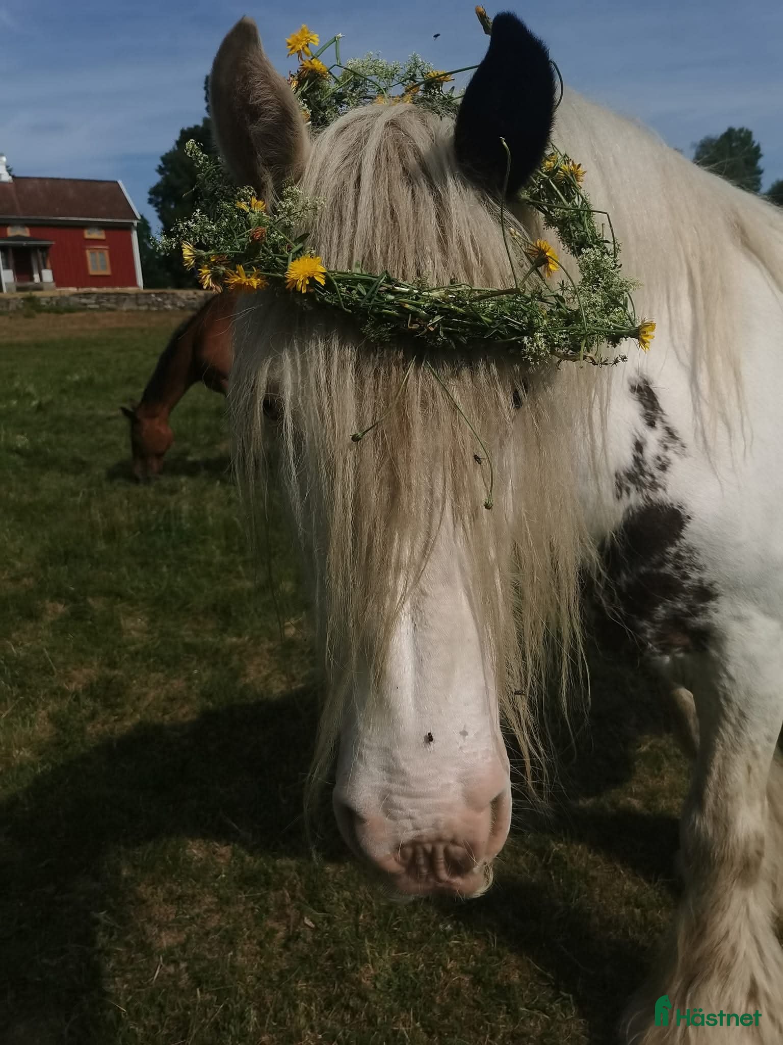  hästar Valack med underbar personlighet  - Annons 1