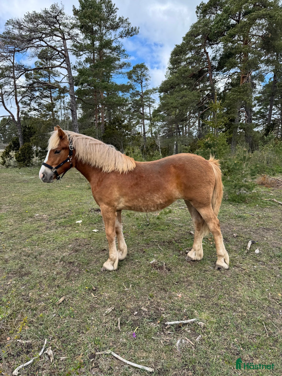 Allround hästar till salu: Blända, en mycket fin 1 åring! i Klintehamn - Bild 2