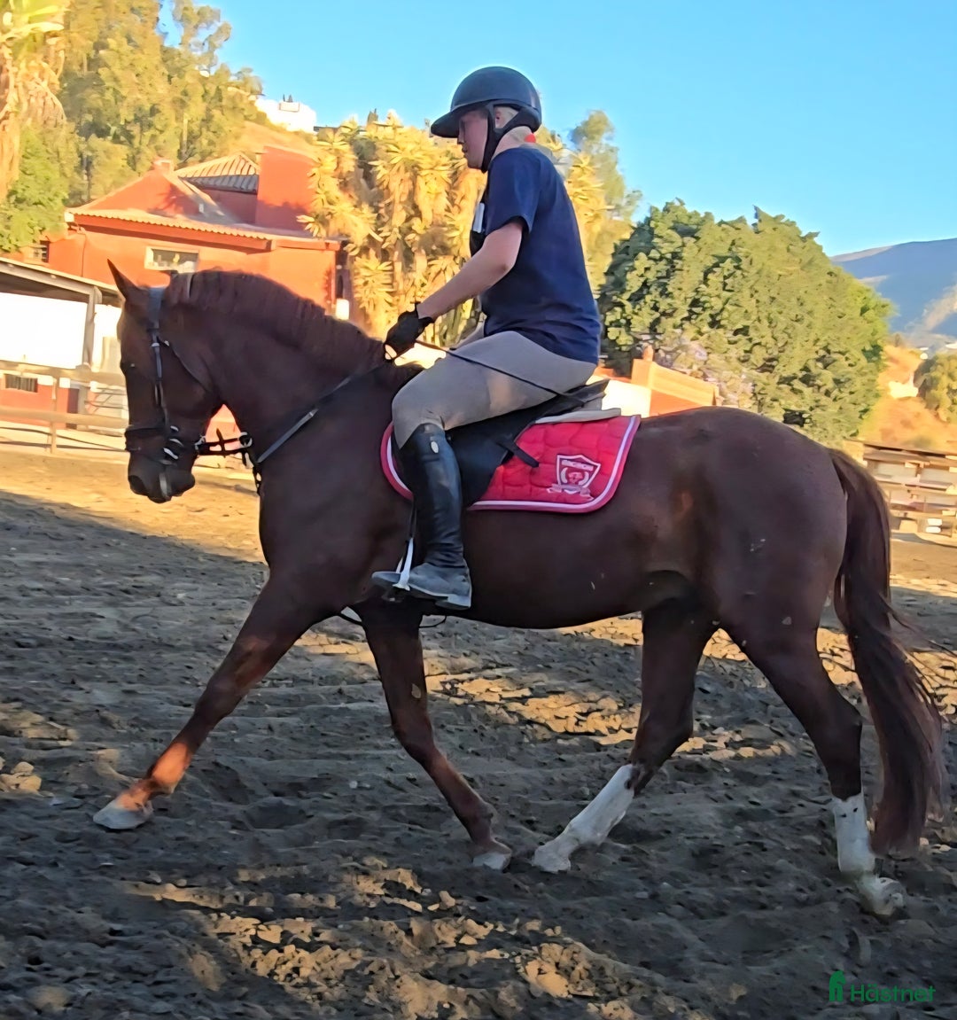 Dressyr hästar till salu: Trevliga hästar I Spanien  i Mijas - Annons 8