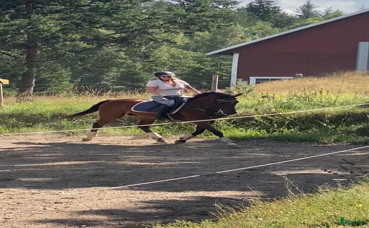  hästar i Nässjö - Annons 6