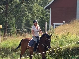 hästar Intressekoll KWPN sto i Nässjö - Annons 10