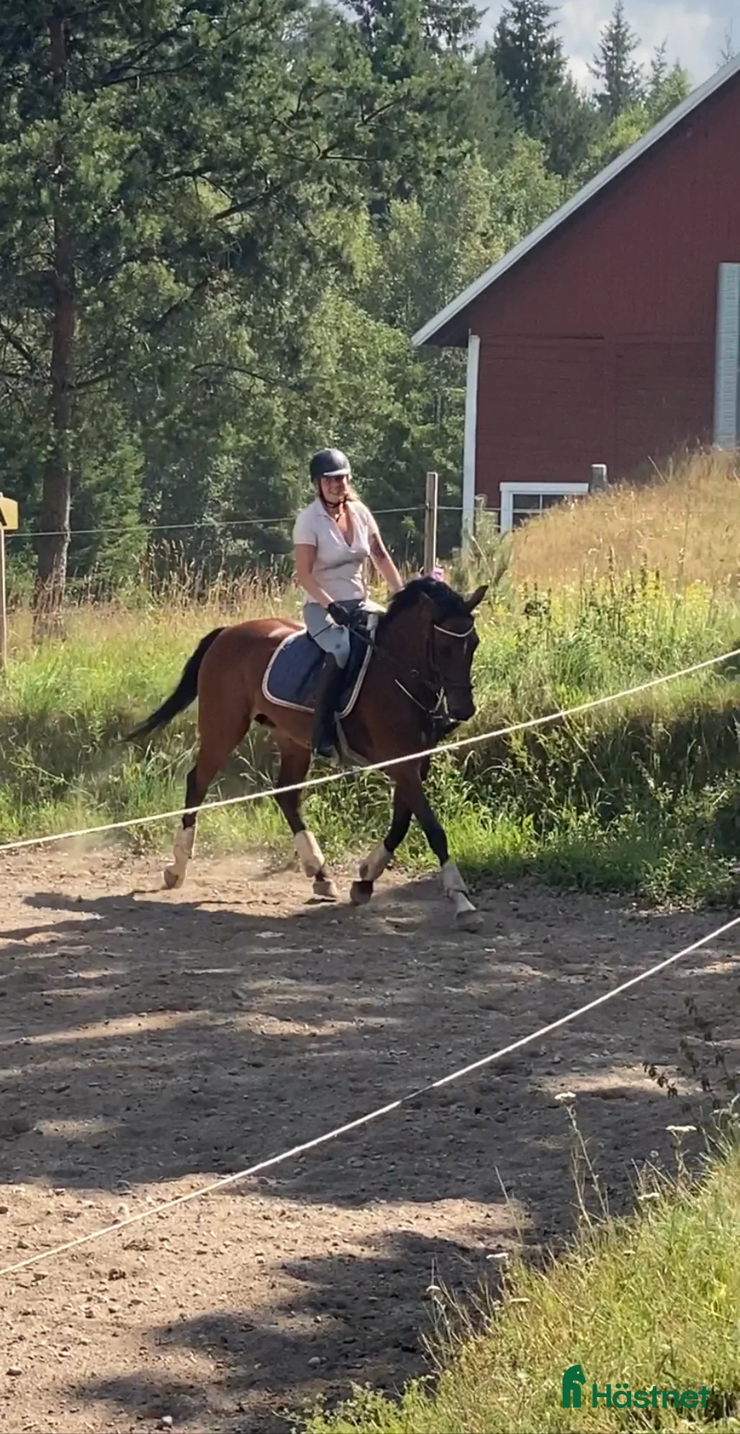 Allround hästar till salu: Intressekoll KWPN sto i Nässjö - Annons 1