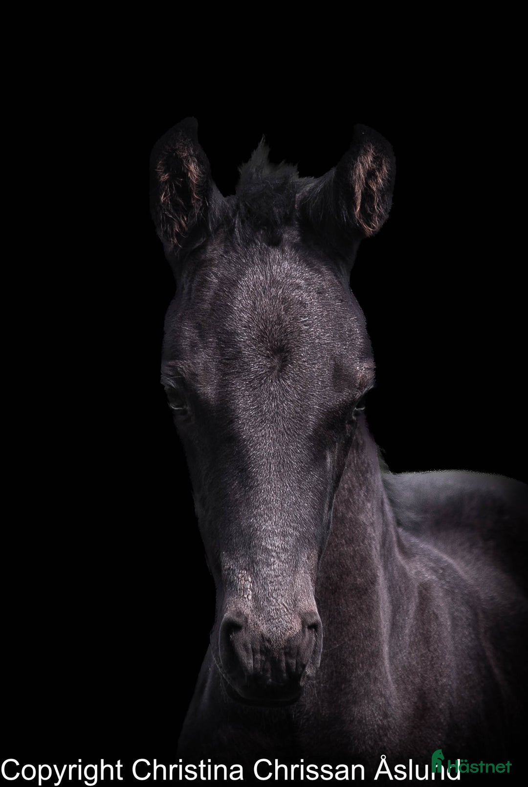Dressyr hästar till salu: 2 hingstföl och ett stoföl dressyr i Norrtälje - Annons 2