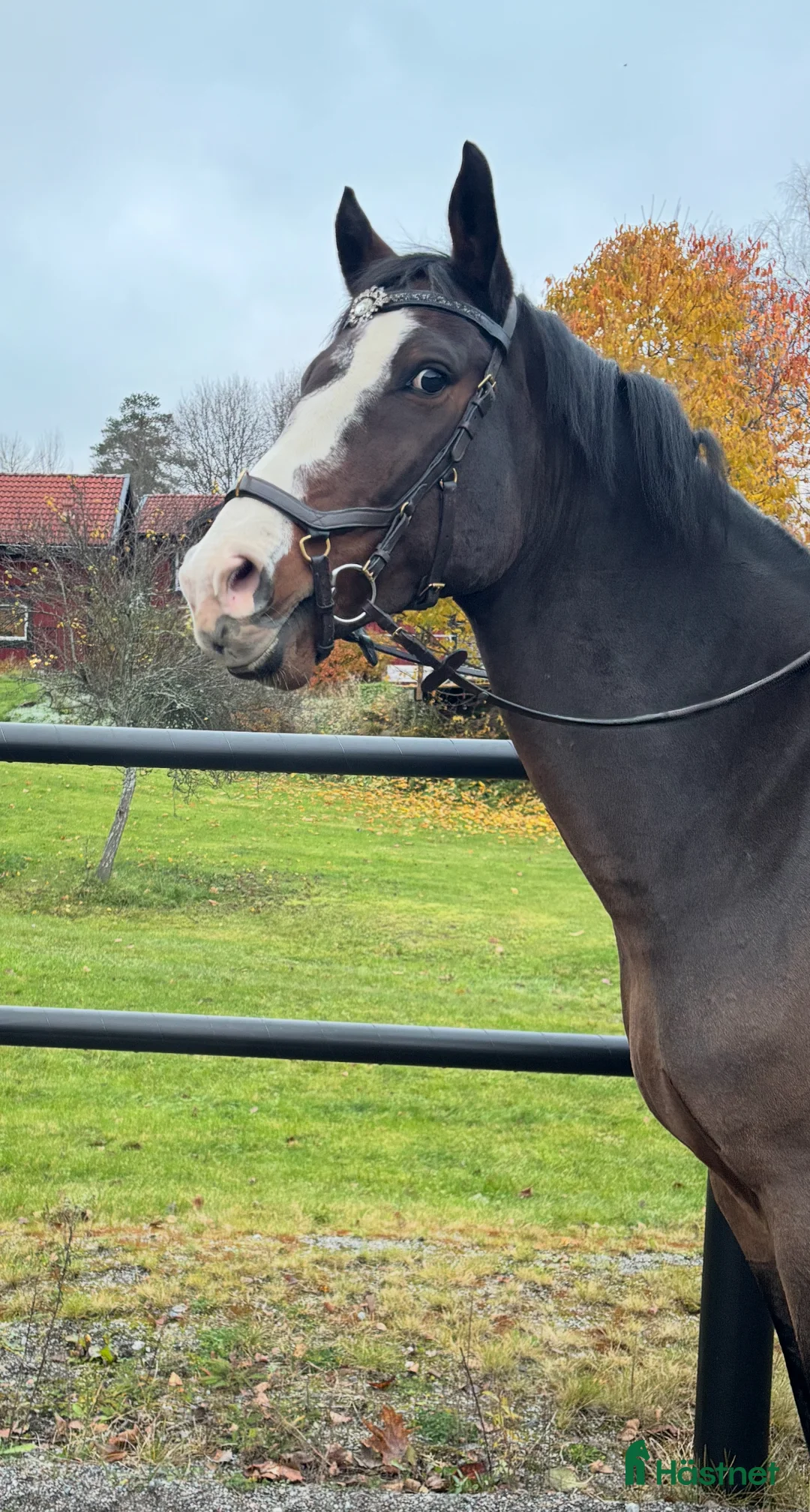  medryttarhäst finnes: Erfaren medryttare till häftig Swb hopp/dressyr i Västerhaninge - Annons 5