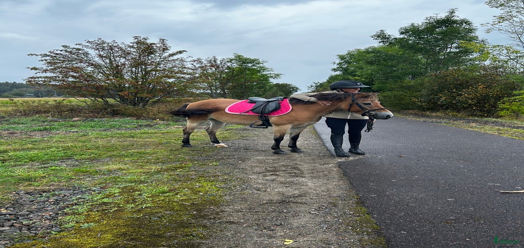 Galleribild {{count}}