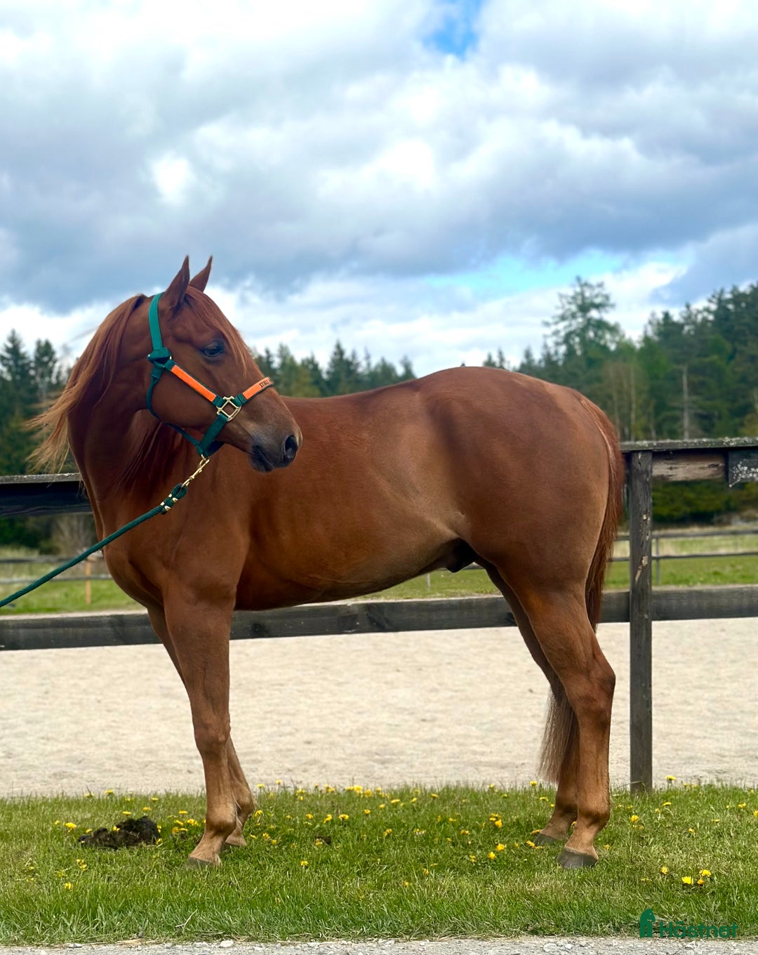 Western hästar till salu: Läromästare i reining  i Nyköping - Bild 4