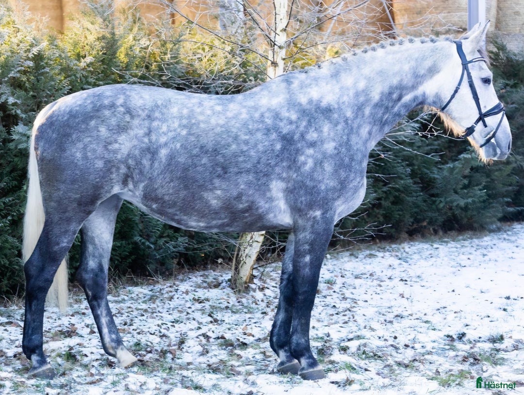 Allround hästar till salu: Bombproof Grey Beauty-confidence giving allrounder - Annons 5