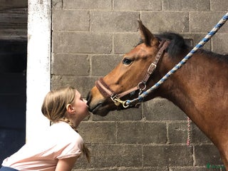 Allround hästar sökes: Trygg C-ponny sökes. i Torshälla - Annons 2