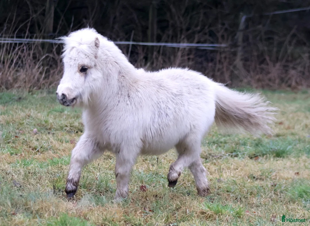Avelshästar hästar till salu: Mini mini 1 års vallak - Annons 1