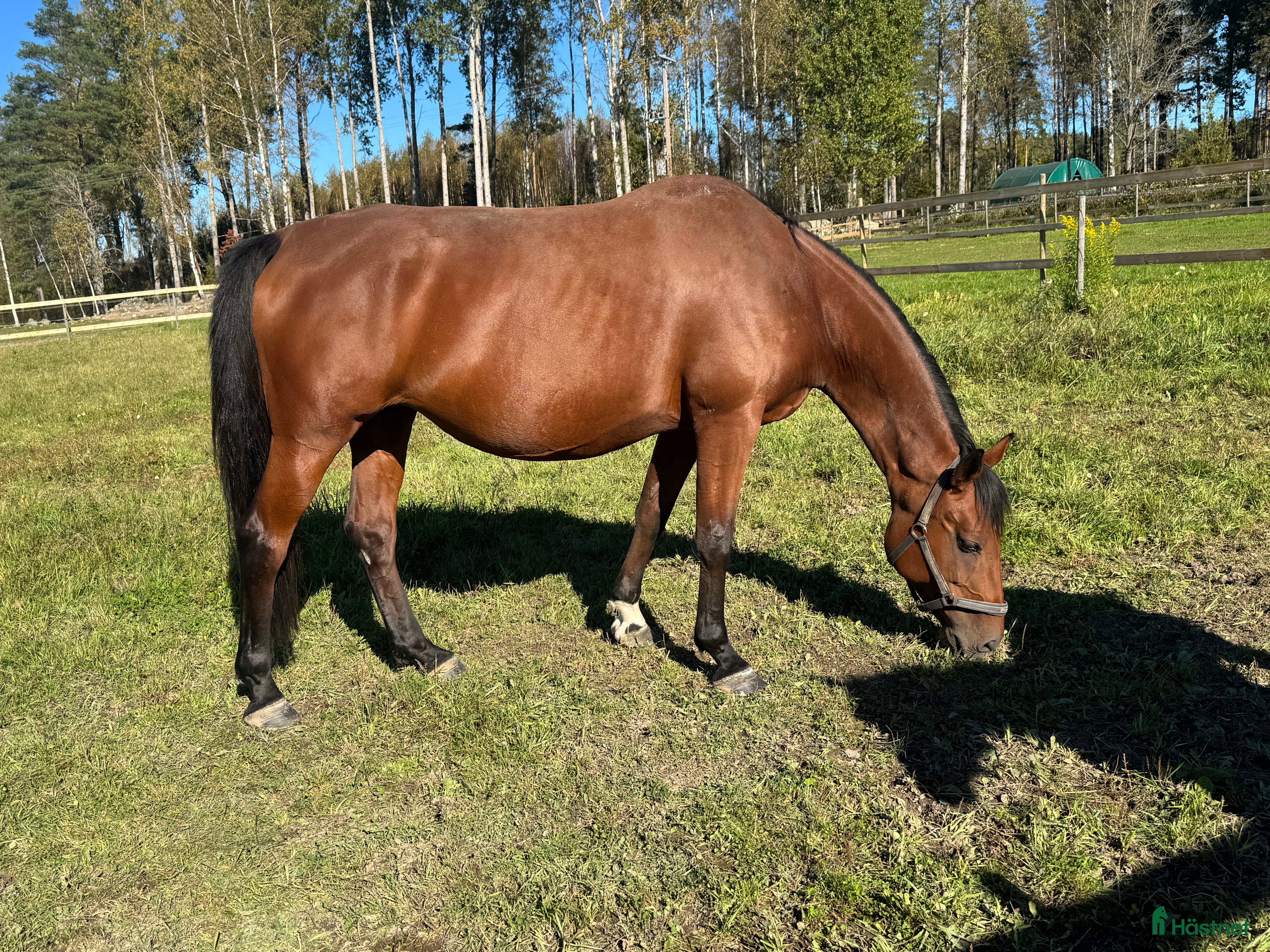  hästar Dräktigt sto i Örebro - Annons 14