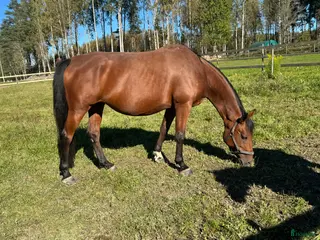 hästar Dräktigt sto i Örebro - Annons 14