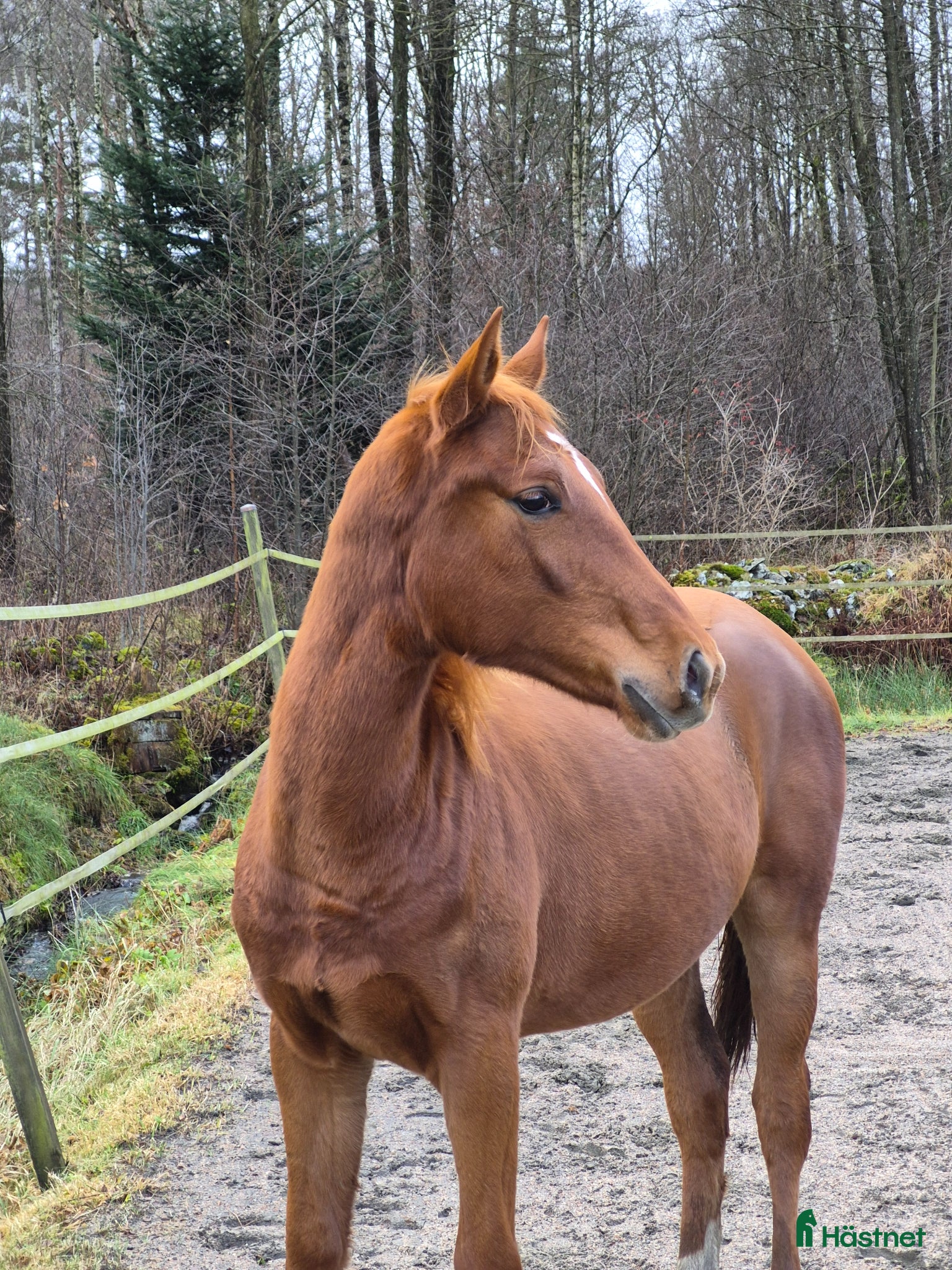  hästar Hoppsto f.24 - Annons 5