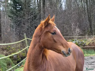 hästar Hoppsto f.24 - Annons 5