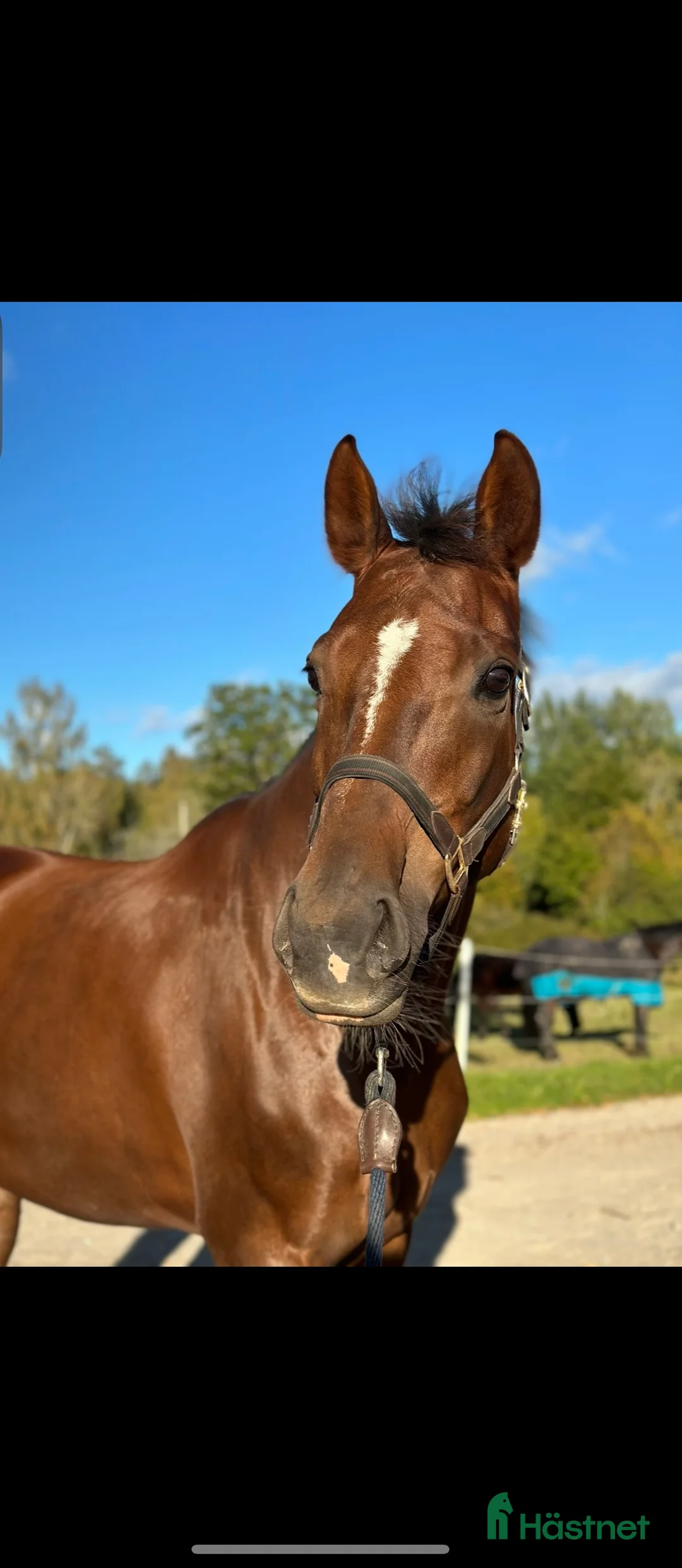 Dressyr hästar till salu: Fantastiskt sto med utstrålning i Södertälje - Annons 7