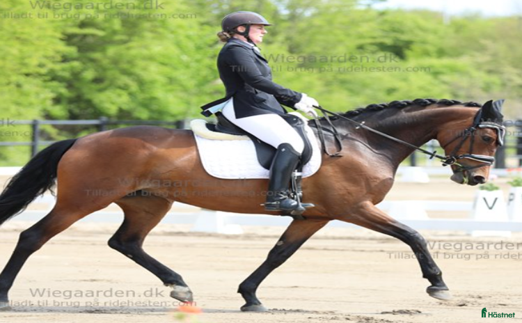  hästar i Kokkedal - Annons 7