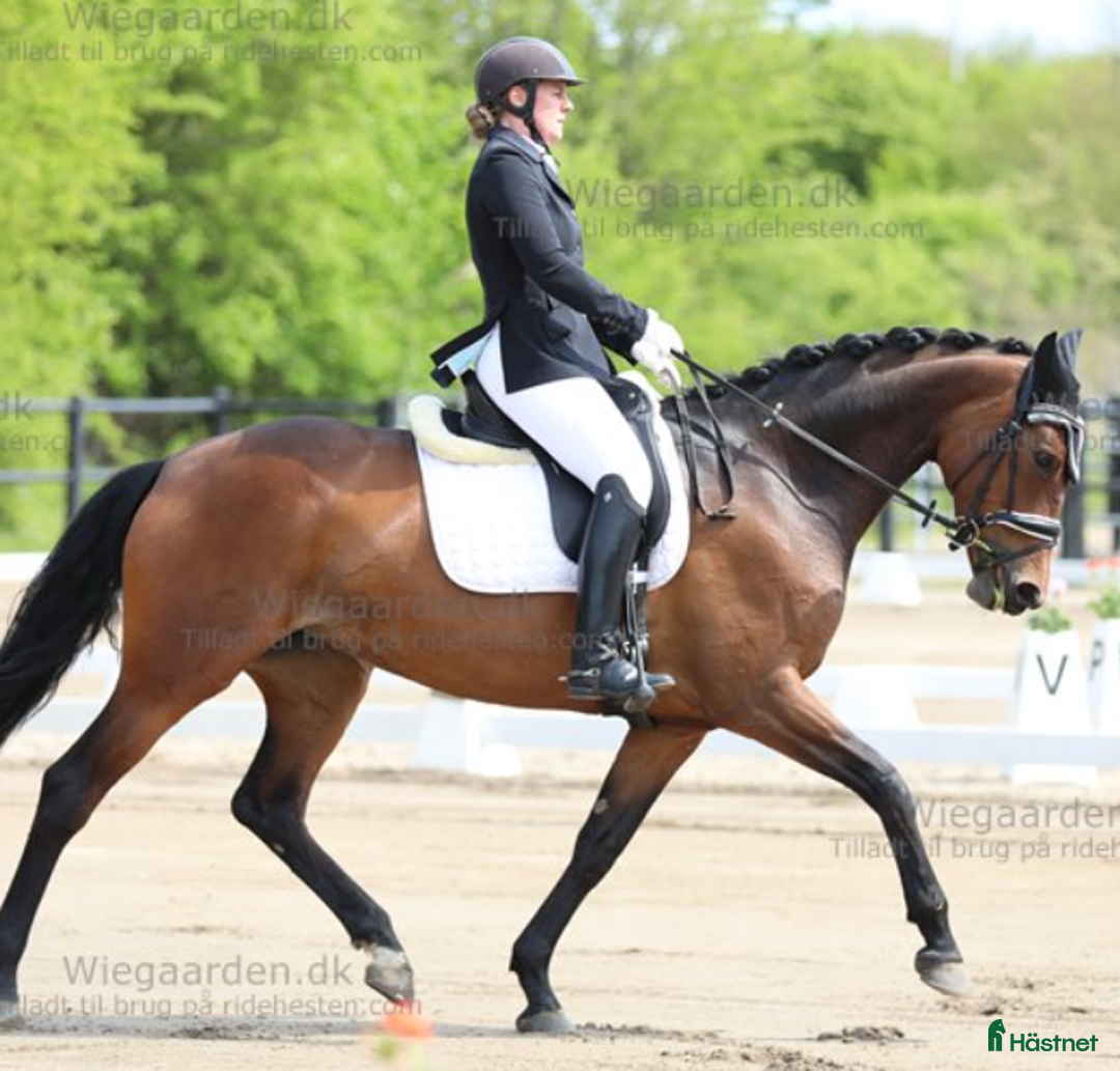 Dressyr hästar till salu: Charmig och arbetsvillig dressyrhäst i Kokkedal - Annons 1