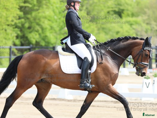 hästar Charmig och arbetsvillig dressyrhäst i Kokkedal - Annons 4