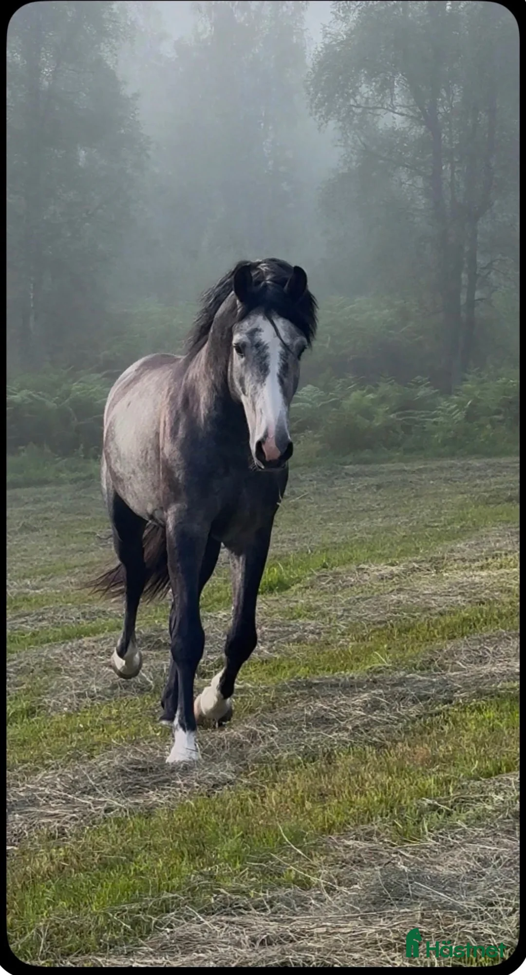 Allround hästar till salu: 3 årig valack  - Annons 1