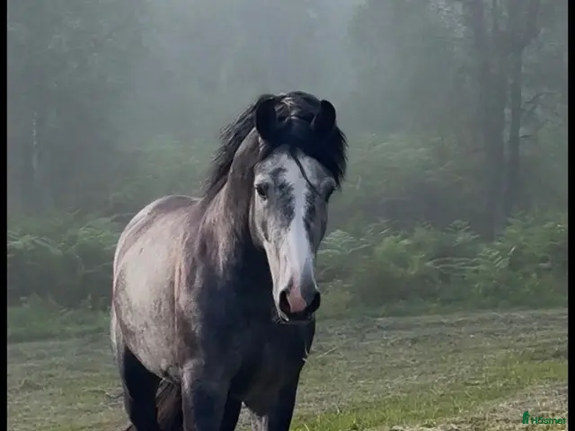 hästar till salu: 3 årig valack - Annons 1
