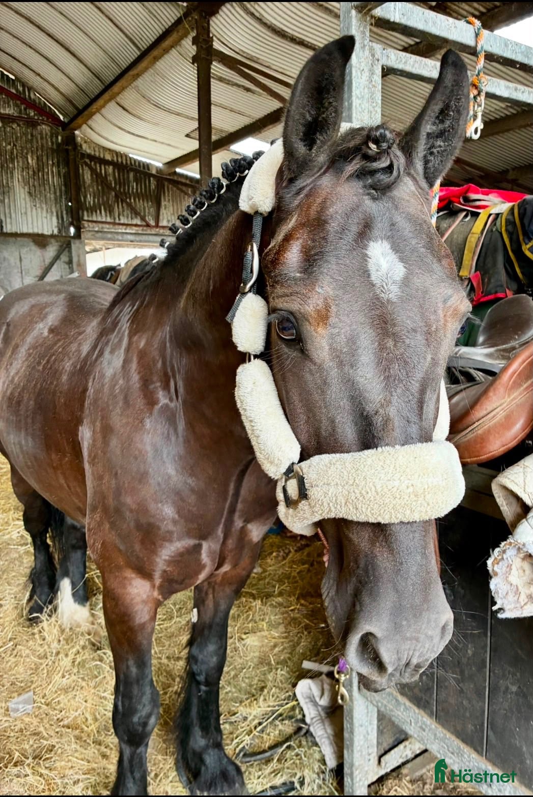  hästar Handsome gelding 155cm - Annons 6