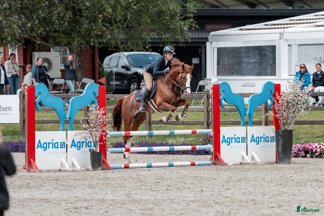 Hoppning hästar till salu: Exiting younghorse for sale i Sandefjord - Annons 1