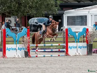 hästar Exiting younghorse for sale i Sandefjord - Annons 10