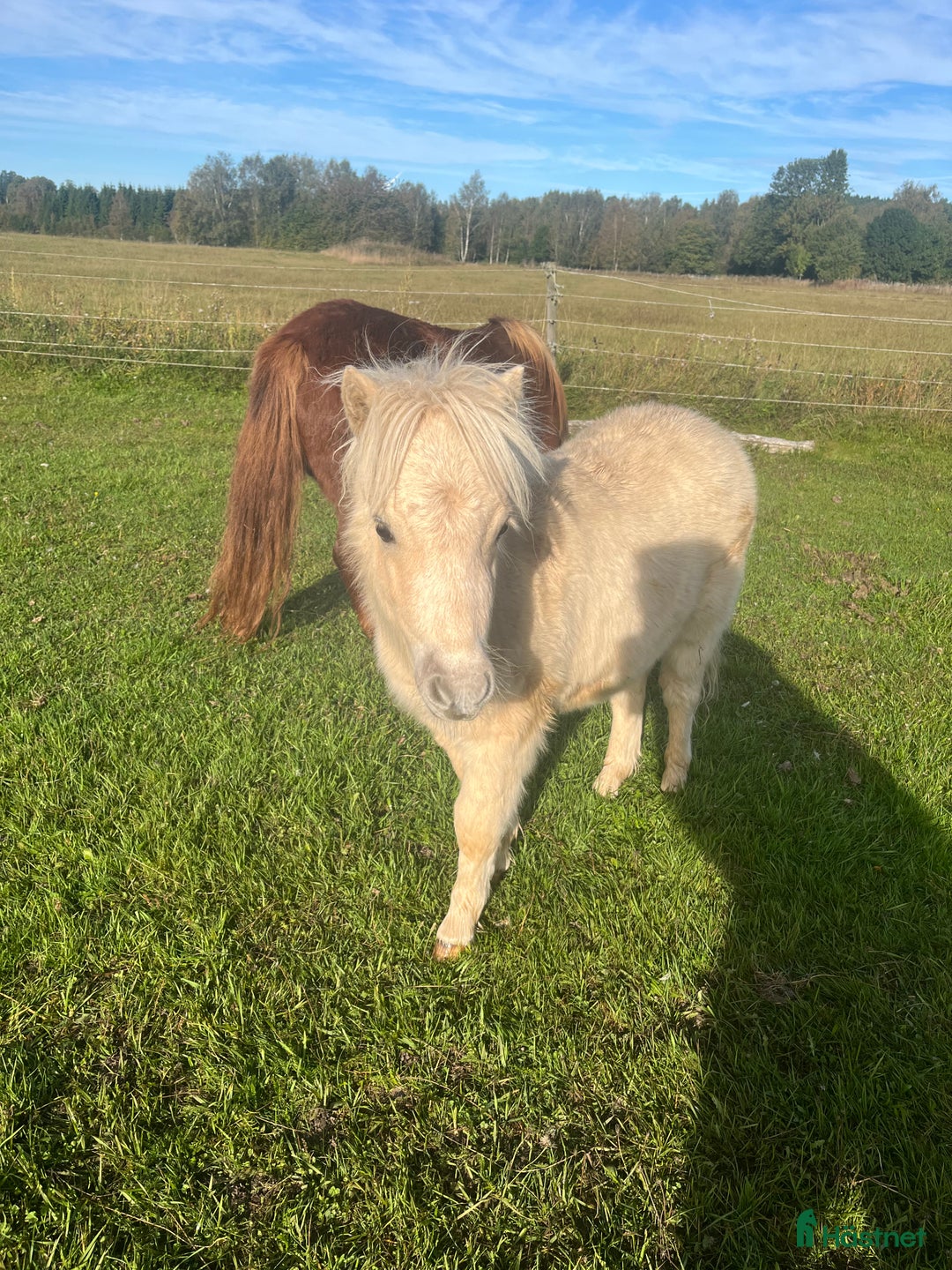 Övrigt hästar till salu: Minishetland föl i Falköping - Annons 6