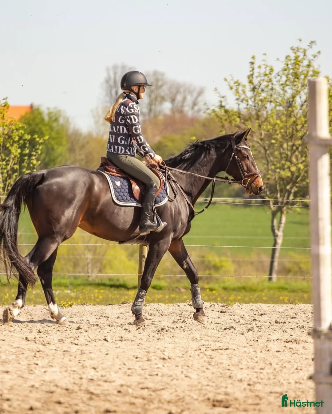 Allround hästar till salu: Allround horse for sale  - Annons 3