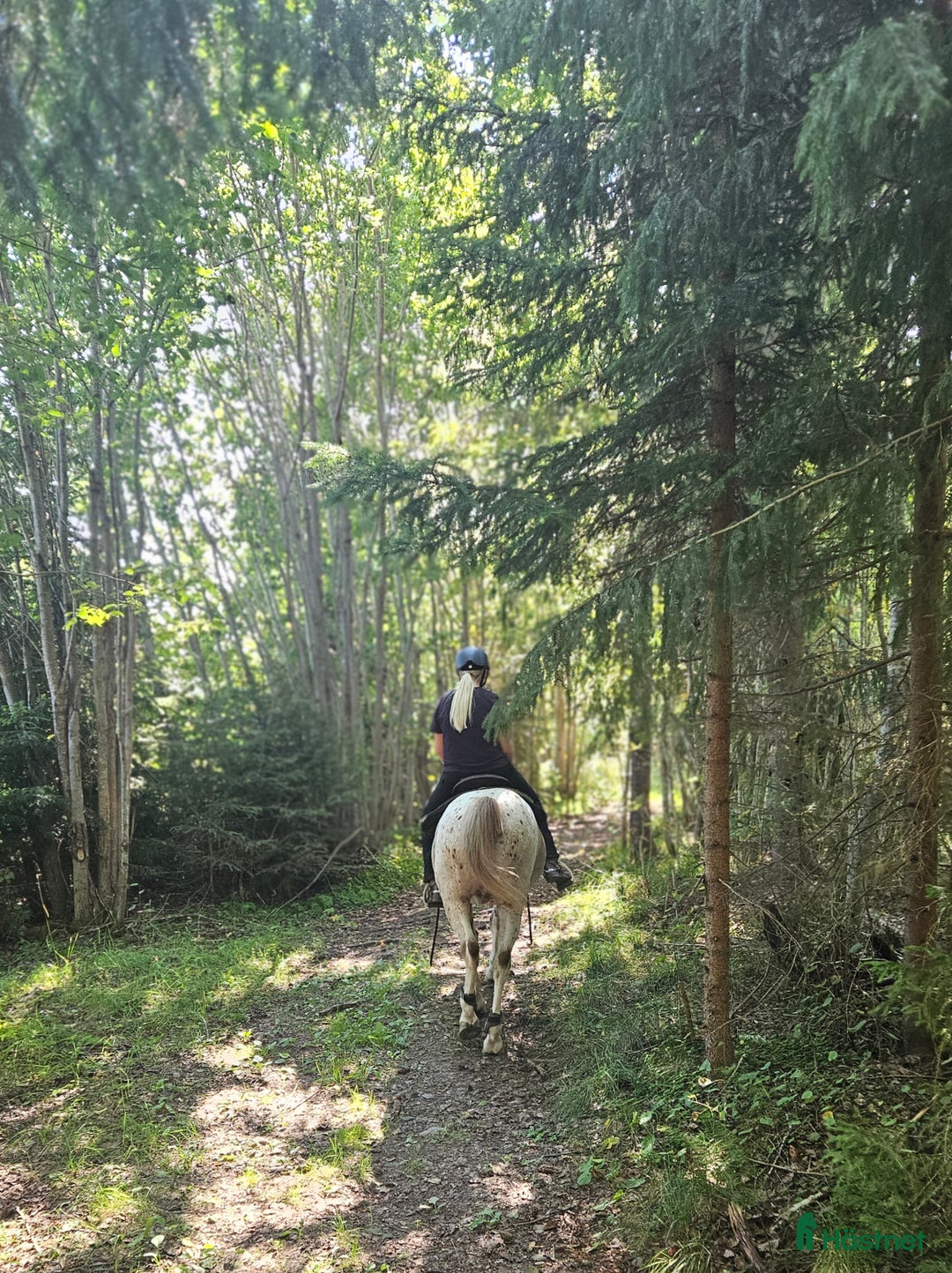 Övrigt hästar till salu: Gammal läromästare i Matfors - Annons 4