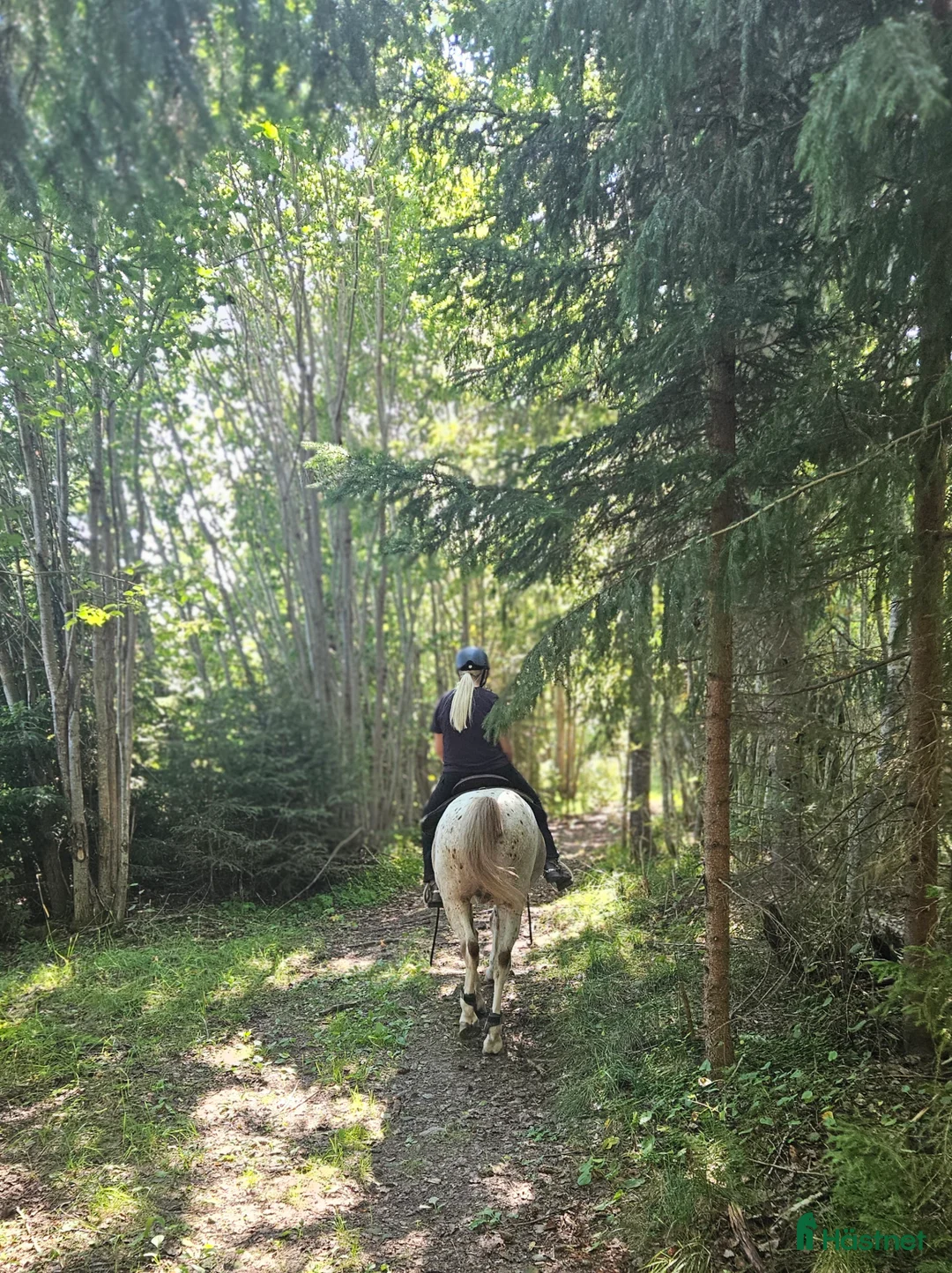 Övrigt hästar till salu: Gammal läromästare - Annons 4