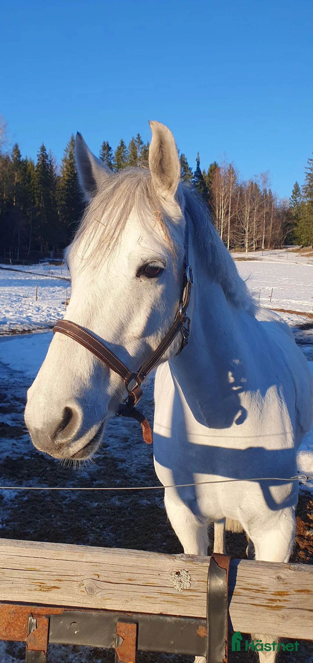Allround hästar till salu: Ponny för framtiden - Annons 2