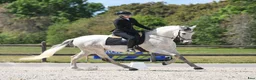 Working Equitation hästar till salu: Mångsidig PRE-valack i Asmundtorp - Annons 3