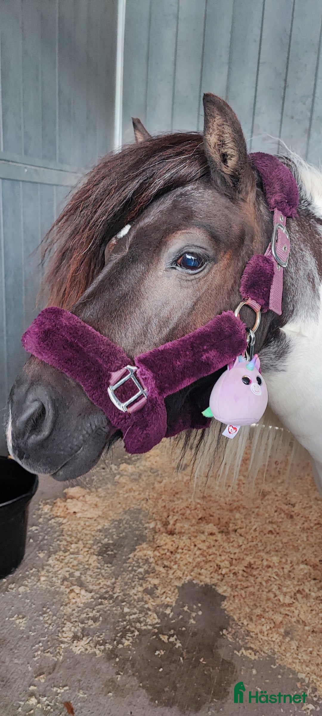 Trav hästar till salu: Fin ponnytravare som syns i mängden  i Falun - Annons 3